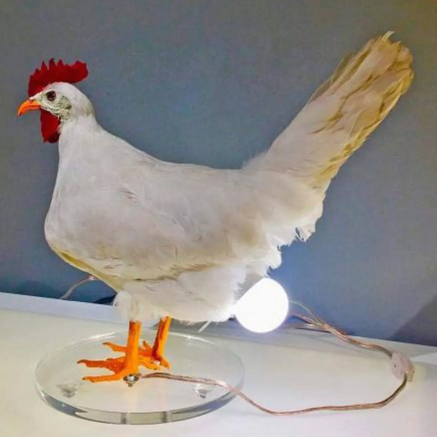 Chicken Egg Lamp